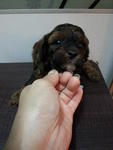 Special Brown Tiny Toy Poodle Rm650 - Poodle Dog