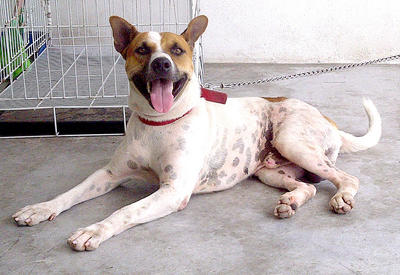 Joey - Jack Russell Terrier Mix Dog