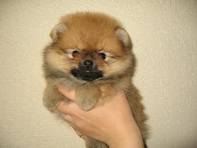 Pomeranian With Mka Cert - Pomeranian Dog