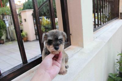 Adorable Mini Schnauzer Puppy - Schnauzer Dog