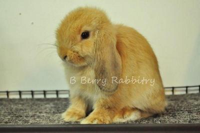 Holland Lop - Orange 212 - Holland Lop Rabbit