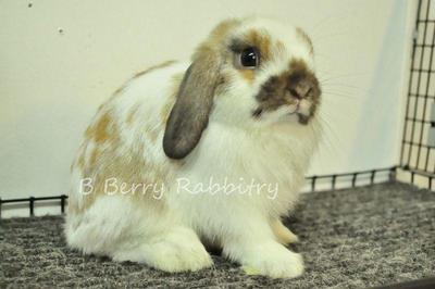 Holland Lop - Broken Tort  212 - Holland Lop Rabbit