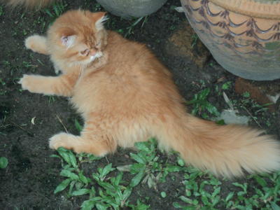 Kenot - Persian Cat