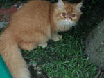 Kenot - Persian Cat