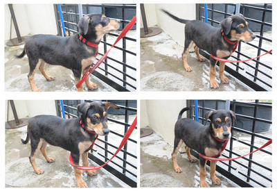 Premi Girl - Mixed Breed Dog