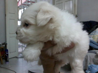 Maltese Pup Strong.cute Nice Furr - Maltese Dog