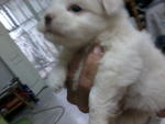 Maltese Pup Strong.cute Nice Furr - Maltese Dog