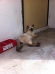 2 Siamese - Siamese + Burmese Cat