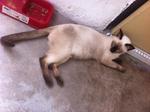 2 Siamese - Siamese + Burmese Cat