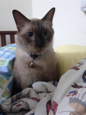 Ginger  - Burmese + Siamese Cat