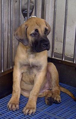 PF38187 - Mastiff Dog