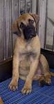 PF38187 - Mastiff Dog