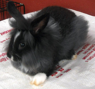 High Quality Lion Head Baby Rabbit - Lionhead + Angora Rabbit Rabbit