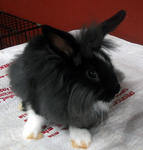 High Quality Lion Head Baby Rabbit - Lionhead + Angora Rabbit Rabbit