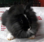 High Quality Lion Head Baby Rabbit - Lionhead + Angora Rabbit Rabbit