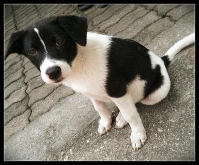 Panda - Terrier Dog