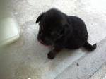 Blackie - Mixed Breed Dog