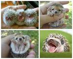 Hedgehog Baby - Hedgehog Small & Furry