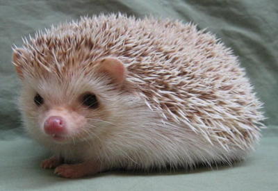 Hedgehog Baby - Hedgehog Small & Furry