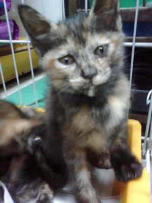 4 Kesian Kittens - Calico Cat