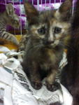 4 Kesian Kittens - Calico Cat