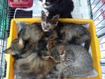 4 Kesian Kittens - Calico Cat