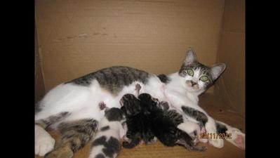 Kp &amp; Kittens - Domestic Short Hair Cat