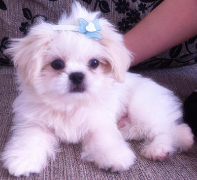 Milk - Shih Tzu + Pekingese Dog