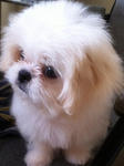 Milk - Shih Tzu + Pekingese Dog