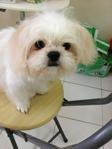 Milk - Shih Tzu + Pekingese Dog