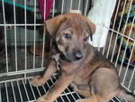 Little Rusty - Shar Pei Mix Dog