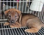 Little Rusty - Shar Pei Mix Dog