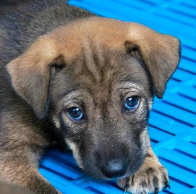 Little Rusty - Shar Pei Mix Dog