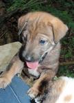 Little Rusty - Shar Pei Mix Dog