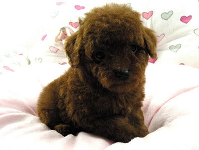 Super Red Taiwan Lineage Toy Poodle - Poodle Dog