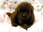 Super Red Taiwan Lineage Toy Poodle - Poodle Dog