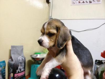 PF38228 - Beagle Dog