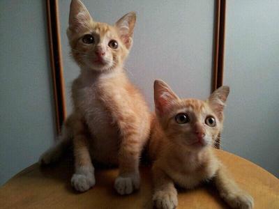 Amos And Famous - Oriental Short Hair Cat