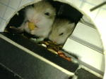 Fei Dutdut - Roborovsky's Hamster Hamster