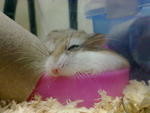 ham ham sleeping with her food