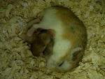 Fei Dutdut - Roborovsky's Hamster Hamster