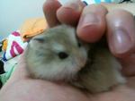 Fei Dutdut - Roborovsky's Hamster Hamster