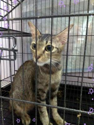 Cats For Adoption - Tiger Cat