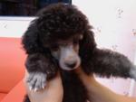 Juno - Poodle Dog