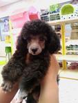 Juno - Poodle Dog