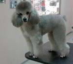 Juno - Poodle Dog