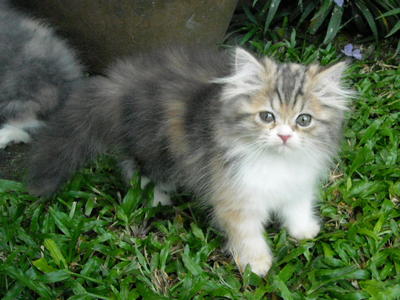 Semi-flat Female Persian Kitten - Persian Cat