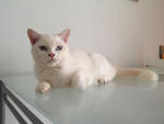 Mix Breed Persian Cat - Persian + Exotic Shorthair Cat