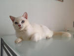 Mix Breed Persian Cat - Persian + Exotic Shorthair Cat