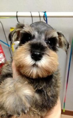 Clear Mark Miniature Schnauzer  - Schnauzer Dog